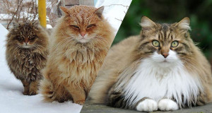 chats-gros