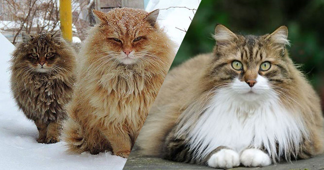 chats-gros