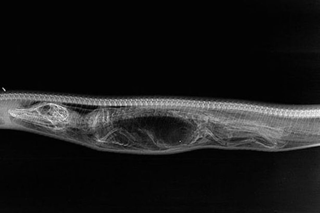 digestion-python-alligator-jour-1