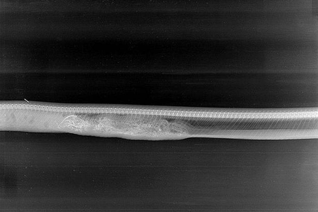 digestion-python-alligator-jour-4