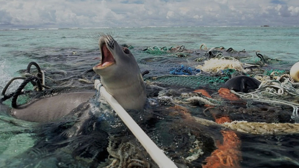 phoque-plastique