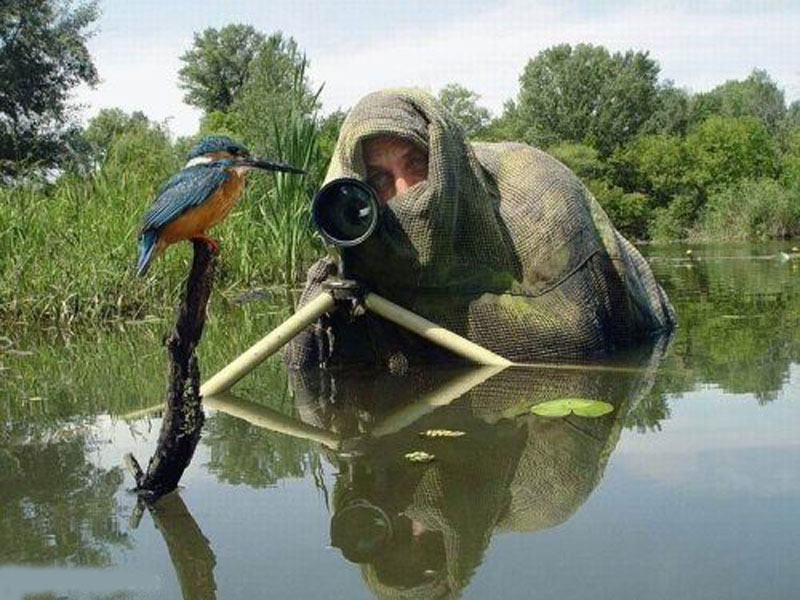 photographe-caché-oiseau