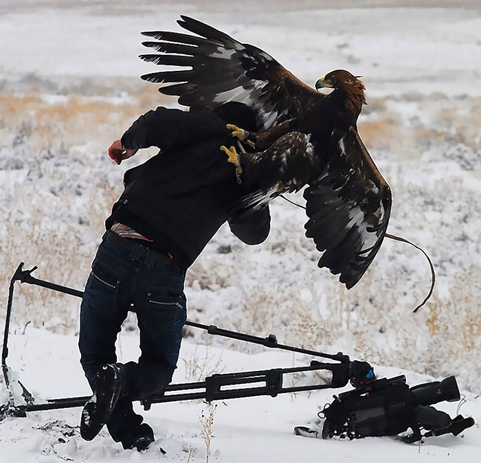 photographe-fou-aigle