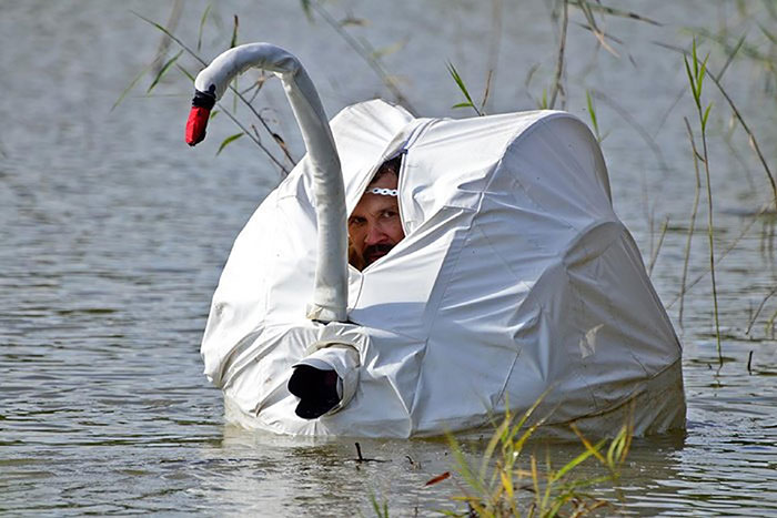 photographe-fou-cygne