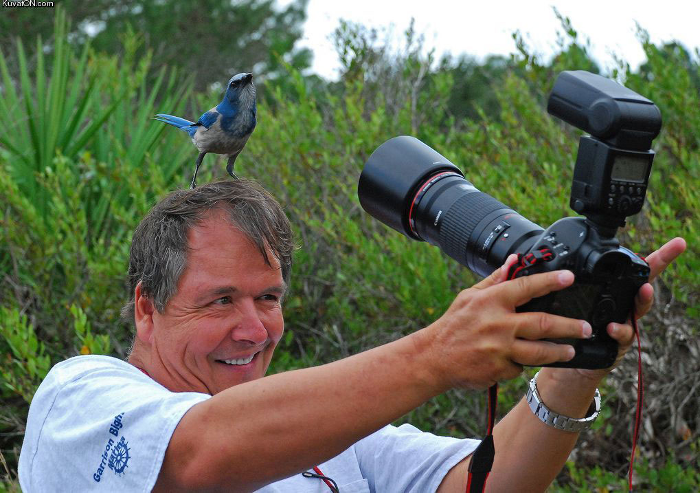 photographe-fou-oiseau