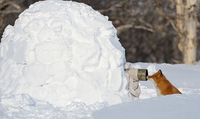 photographe-fou-renard