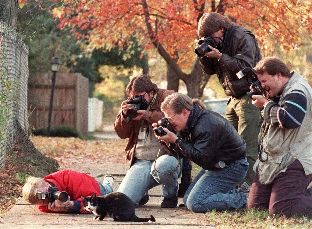 photographe-fous-chat