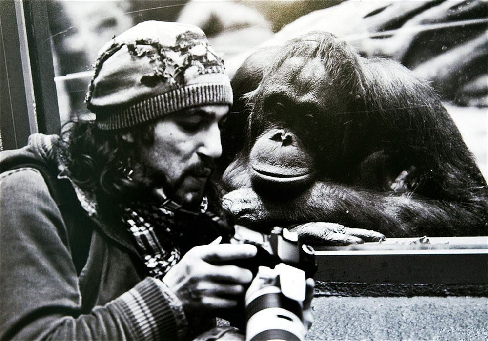 photographe-fous-singe
