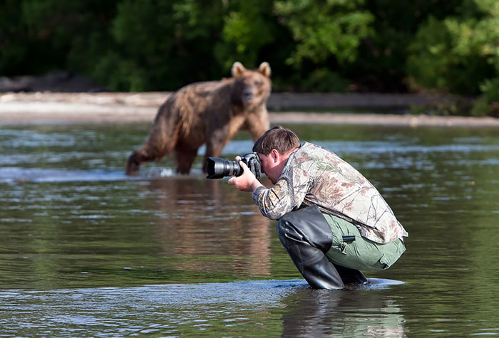 photographe-ours-fou