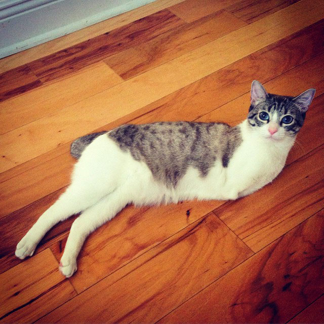 1-chat-sans-patte