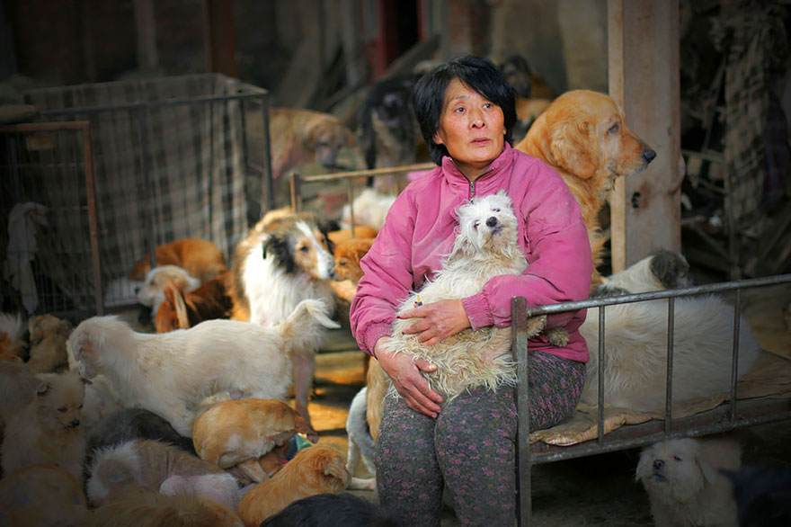 1-femme-sauve-100-chiens