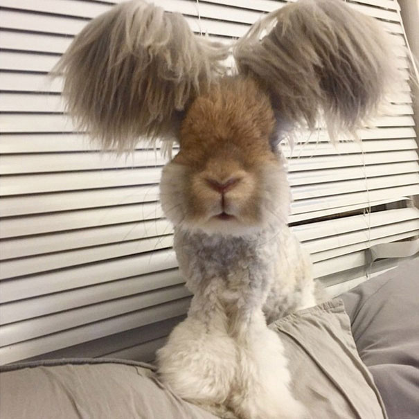 11-lapin-oreille-etrange