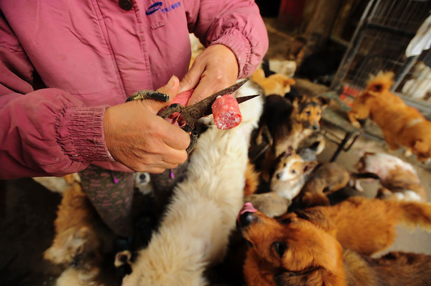 12-femme-sauve-100-chiens
