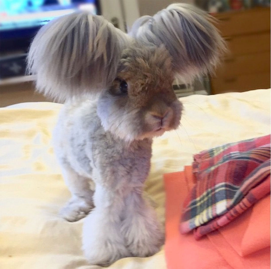 2-lapin-oreille-etrange