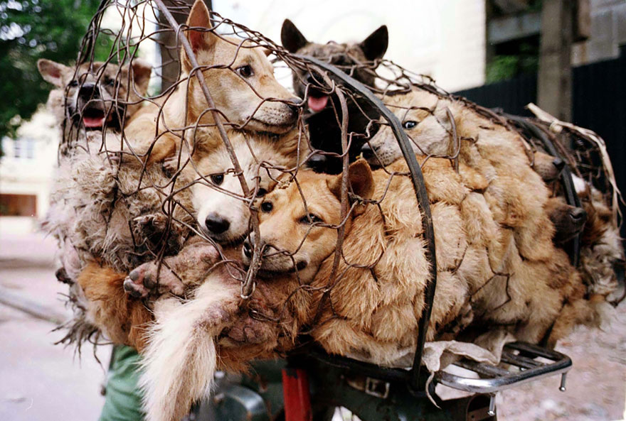 21-femme-sauve-100-chiens