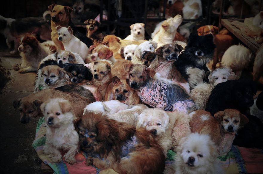 3-femme-sauve-100-chiens