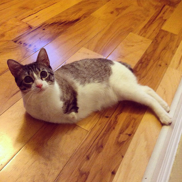 4-chat-sans-patte