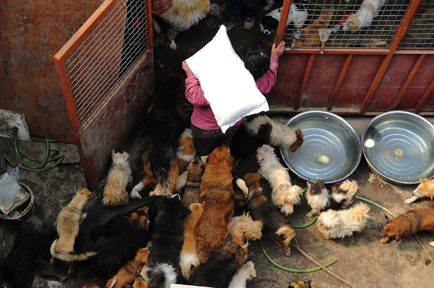 5-femme-sauve-100-chiens