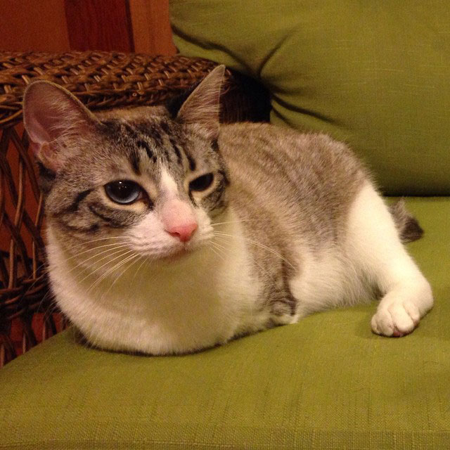 6-chat-sans-patte