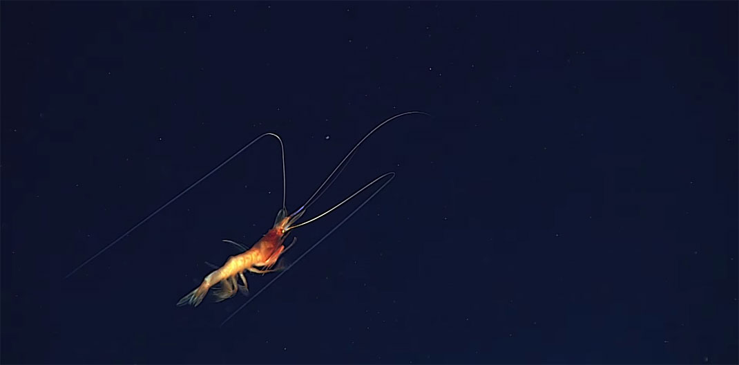 8-creature-abysse