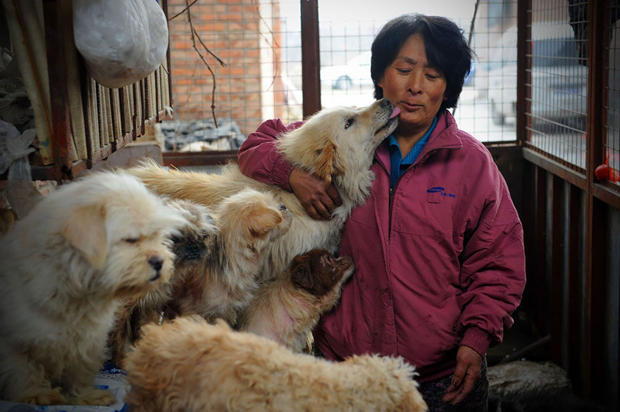 9-femme-sauve-100-chiens