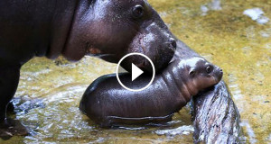 Hippo une 2