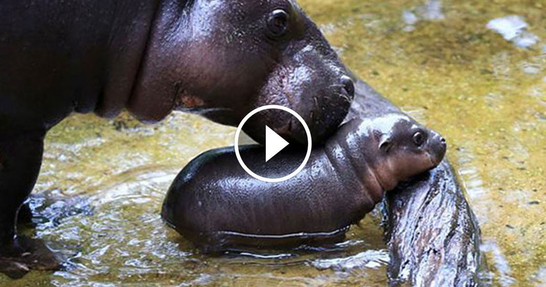 Hippo une 2