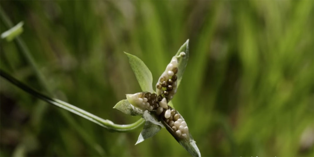 Plante-1