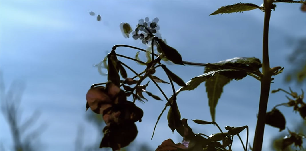 Plante-10