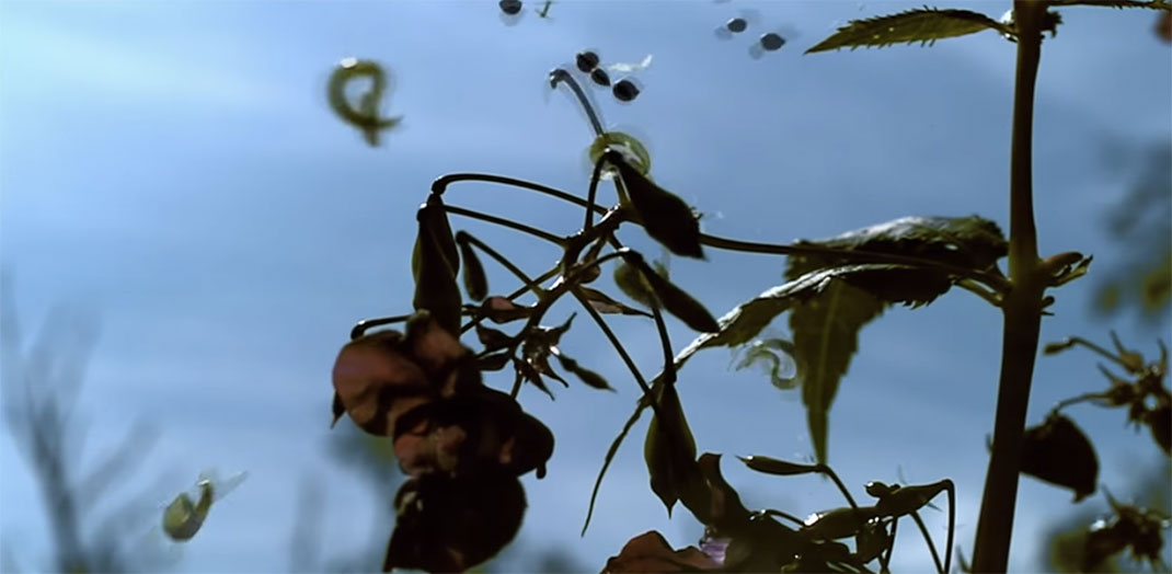Plante-11