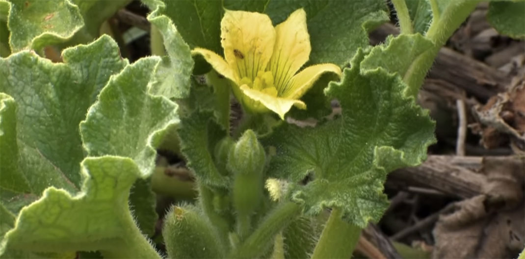 Plante-14