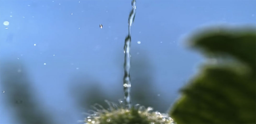 Plante-19