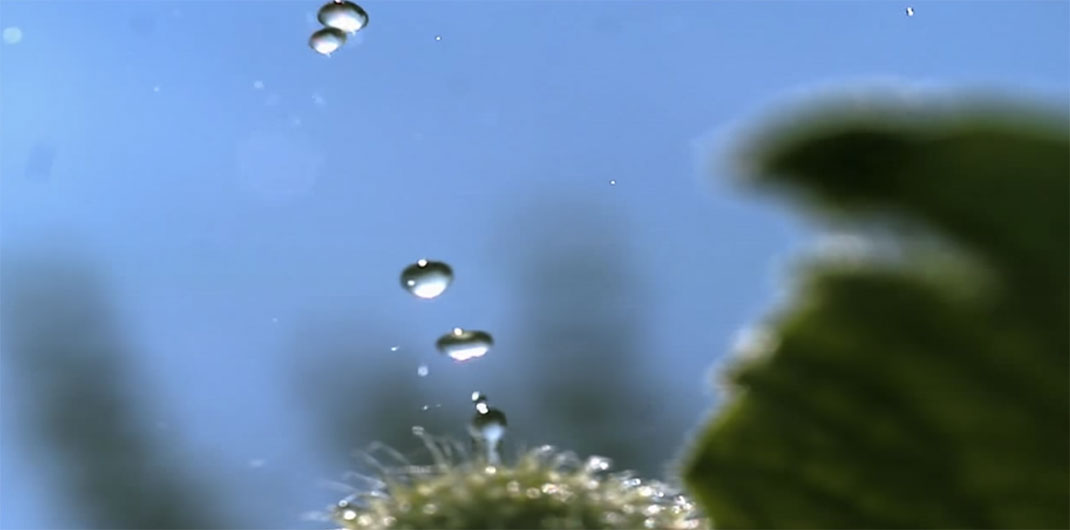 Plante-20