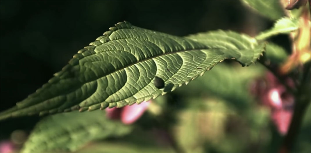 Plante-23