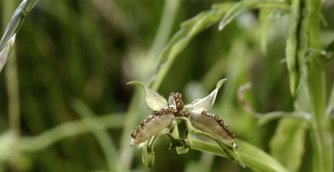 Plante-5