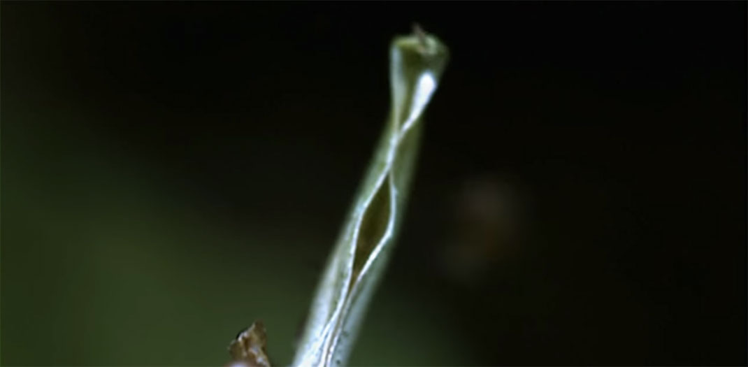 Plante-6