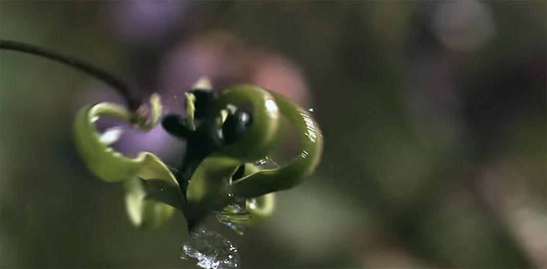 Plante-7
