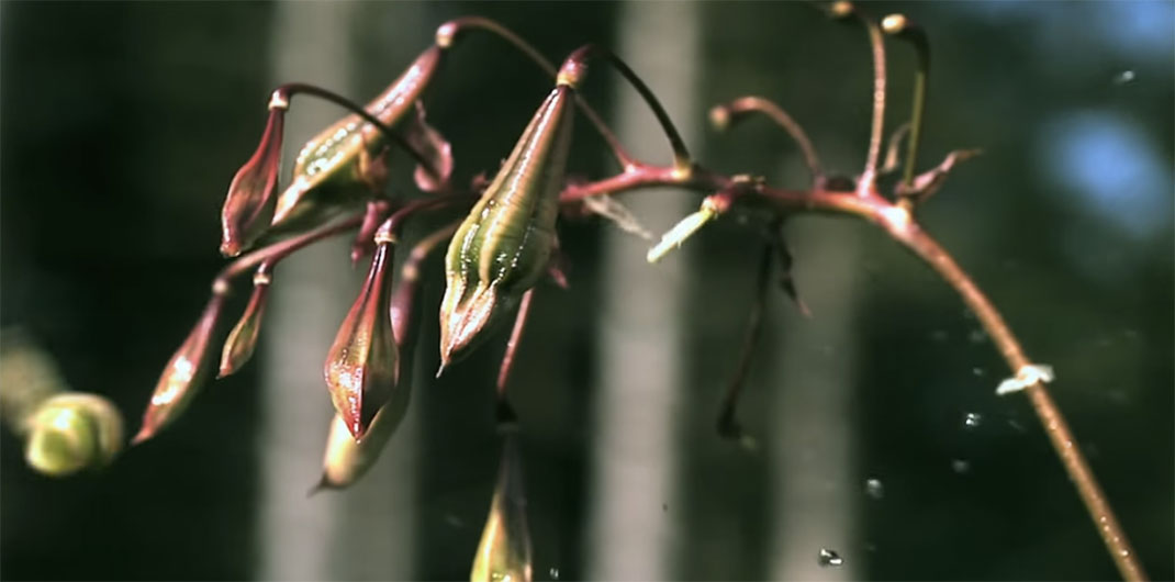 Plante-9