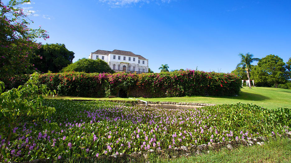 Rose-hall-sorciere-blanche