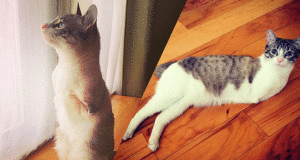 Une-chat-sans-bras
