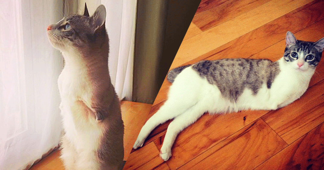 Une-chat-sans-bras