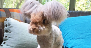 Une-lapin