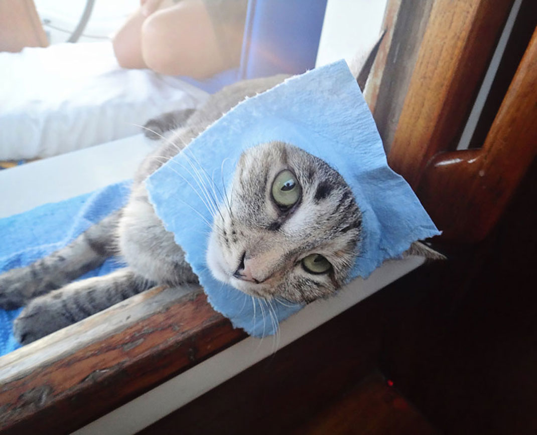 adorable-chat