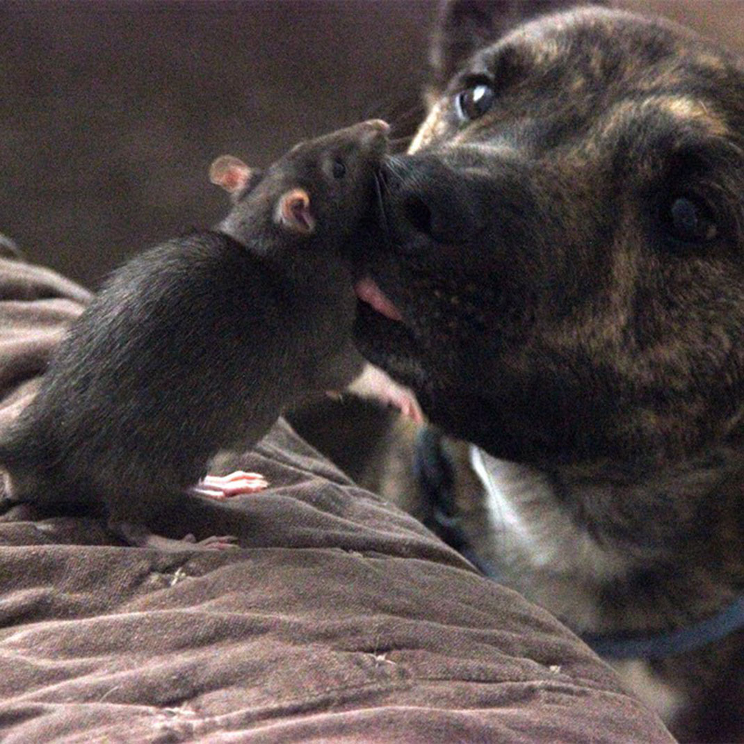 animaux