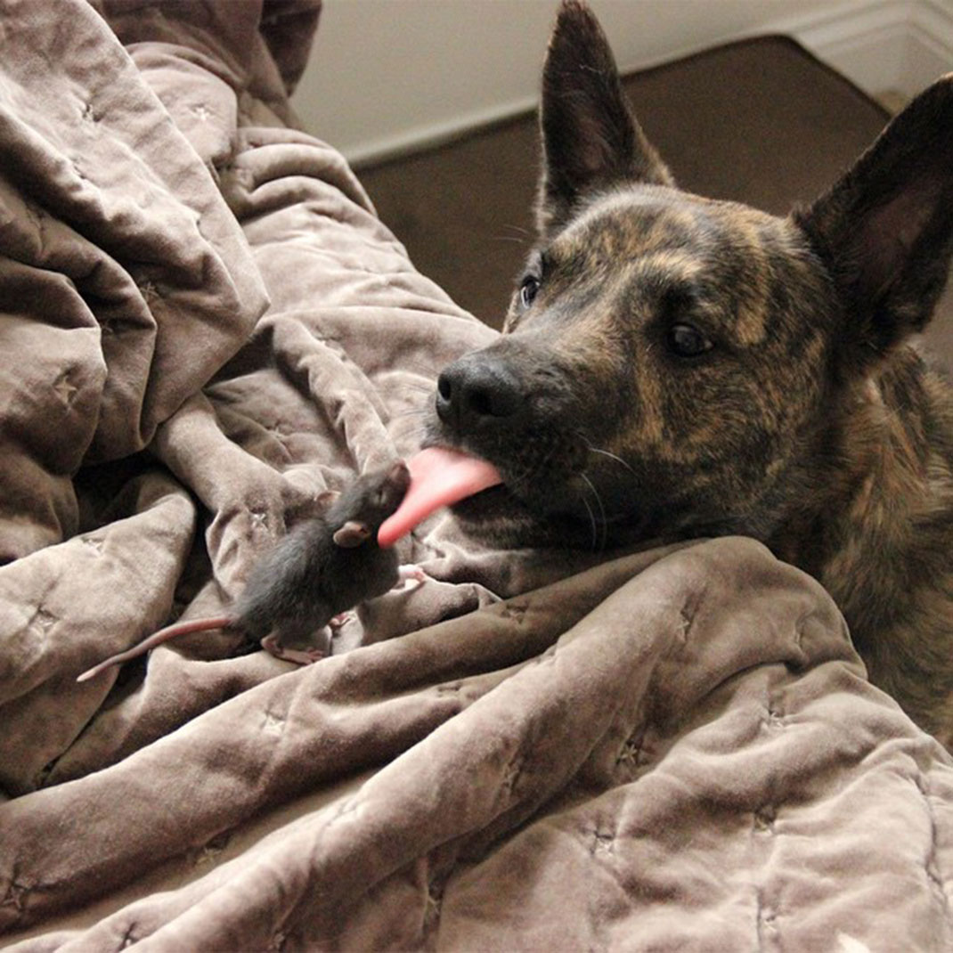 bisou-chien-rat