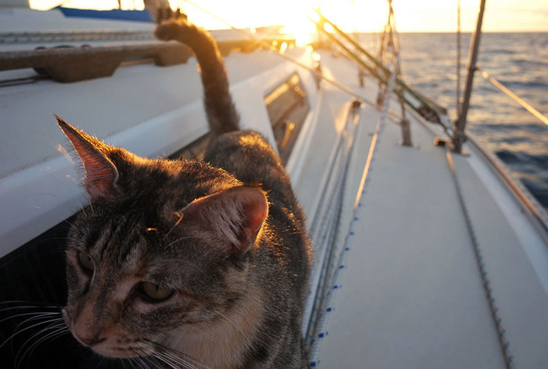 chat-bateau