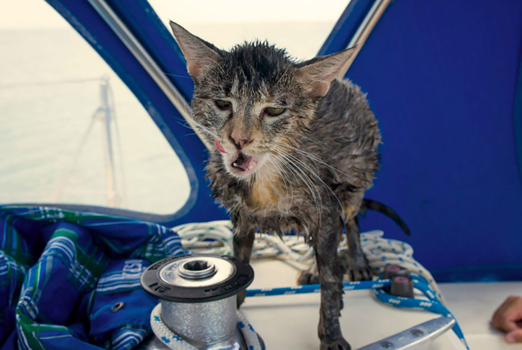 chat-eau