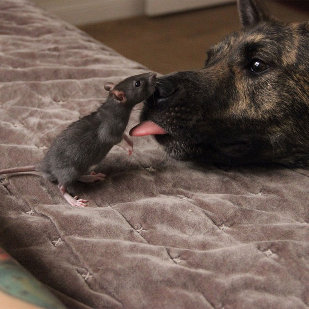 chien-rat-calin