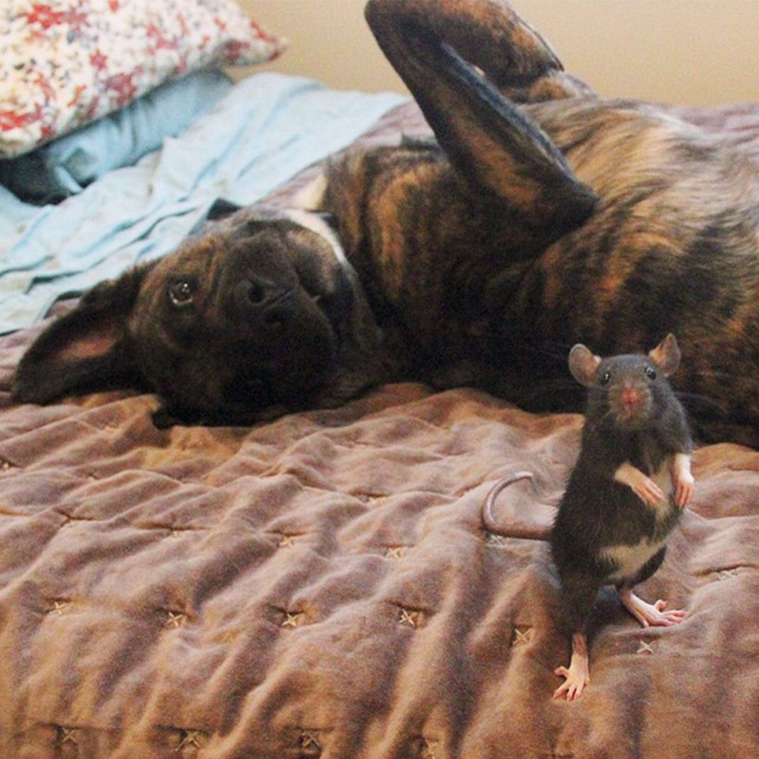 chien-rat-photo
