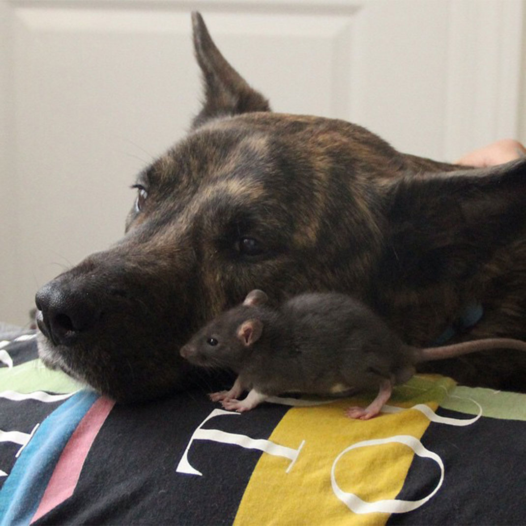 chien-rat